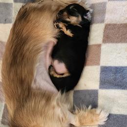 Dachshund puppies from Queen City Dachshunds