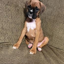 Leeann Rimes - Fawn female Boxer puppy in Willard, North Carolina from Boone’s Boxers of North Carolina