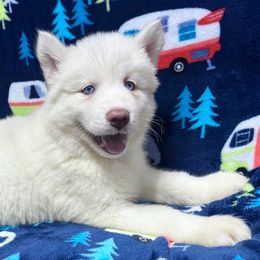 AKC Latte - White male Siberian Husky puppy in Centreville, Maryland from Huskies By the Bay