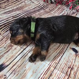 Sheldon - Black and rust male Rottweiler puppy in Peoria, Arizona from Von Diamond Hearts Rottweilers