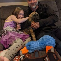 Great Dane Puppies from Phoenix Family Danes