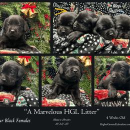 Agent Maria Hill - Steel Blue Collar, Black Female - 3,250 - Black female Labrador Retriever puppy in Eaton Rapids, Michigan from Higher Ground Labradors