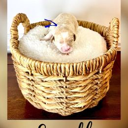 Boy 4 - male Goldendoodle puppy in Midlothian, Virginia from RVA DOODLES, LLC