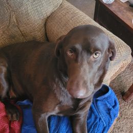 Bella - Labrador Retriever