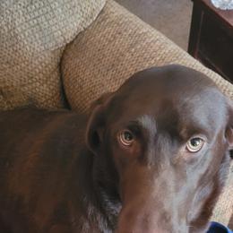 Bella - Labrador Retriever