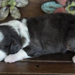 Girl 2 - Blue merle female Aussiedoodle puppy in Lawton, Oklahoma from Lindsey’s Aussies