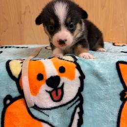 White collar - Black and tan female Pembroke Welsh Corgi puppy in Elberton, Georgia from Lonesome Boone Corgis