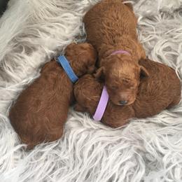 Poodle Puppies from Curly Top Poodles