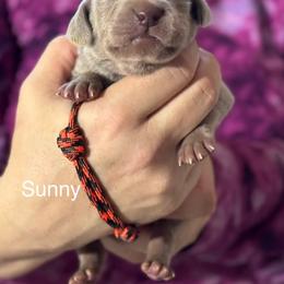 Sunny - Silver gray male Weimaraner puppy in Aitkin, Minnesota from Whispering’s GunDogs