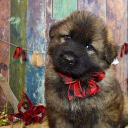 German Shepherd Puppies from Validus Pastoris Kennels