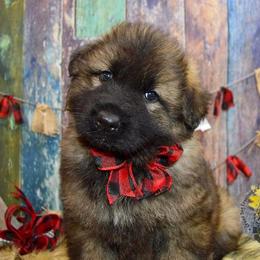 German Shepherd Puppies from Validus Pastoris Kennels