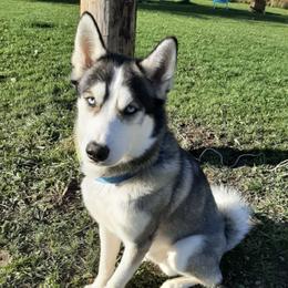 Siberian Huskies from The Scharber Homestead