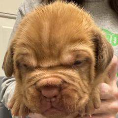 Male - Red male Dogue de Bordeaux puppy in Mazomanie, Wisconsin from Blue Horizons Bordeaux