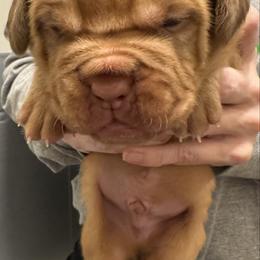 Male - Red male Dogue de Bordeaux puppy in Mazomanie, Wisconsin from Blue Horizons Bordeaux