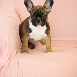 French Bulldog Puppies from Snuggle Buddy French Bulldogs