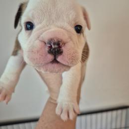 Royal blue - Red brindle and white male Bulldog puppy in Walhalla, South Carolina from Lowery's English Bulldogs