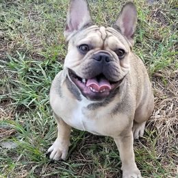 French Bulldogs from J's Kennel