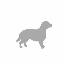 Rylee - Welsh Springer Spaniel
