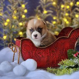 Boy 2 - Pembroke Welsh Corgi puppy in Gig Harbor, Washington from Pacific Northwest Pembroke Welsh Corgis