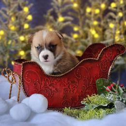 Boy 2 - Pembroke Welsh Corgi puppy in Gig Harbor, Washington from Pacific Northwest Pembroke Welsh Corgis