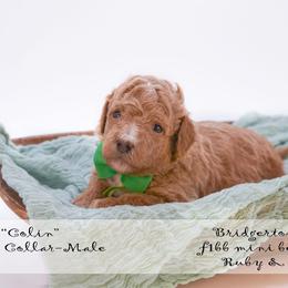 Colin - green collar - Red male Bernedoodle puppy in Lexington, North Carolina from Deborah’s Doodles