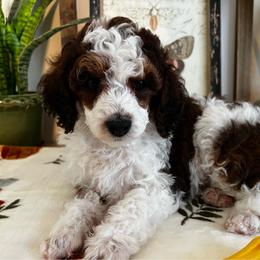 Maple - Parti female Poodle puppy in Nixa, Missouri from Foxtrot Farm Poodles