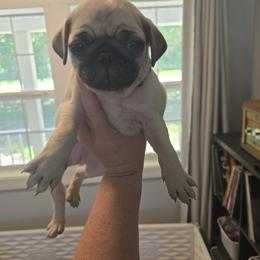 Boy 3 - Fawn male Pug puppy in Auburn, Kentucky from Prentice Family Pugs