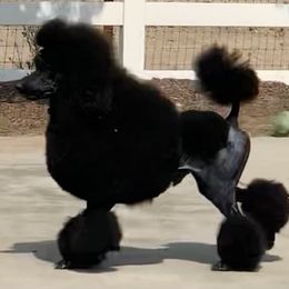 "Our sire Maksim International champion lines." Poodle All Grown Up from Jumelage Standard Poodles