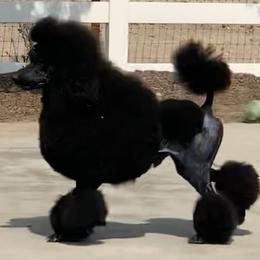 "Our sire Maksim International champion lines." Poodle All Grown Up from Jumelage Standard Poodles