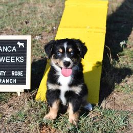 Bianca - Black tri Miniature Australian Shepherd puppy in Springtown, Texas from Rusty Rose Ranch Mini Aussies and Mini American Shepherds