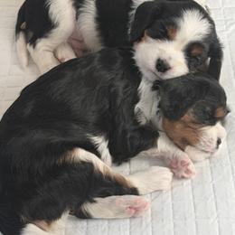 Cavalier King Charles Spaniel Puppies from Outerlochen Kennel - The Friends Litter - "The one with the new roommates"