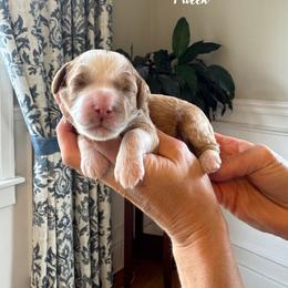 Vanilla - Pink Collar Female - Parti female Goldendoodle puppy in Oswego, New York from Kings Royal Mini Doodles by King Farms
