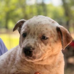 Chunky medium adorable male - Red mottled male Australian Cattle Dog puppy in Scurry, Texas from RedHorizon AKC Australian Cattle Dogs (Heelers)