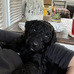 Poodle Puppies from Cano Homestead Poodles