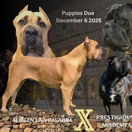 Cane Corso puppies from Prestigious K9