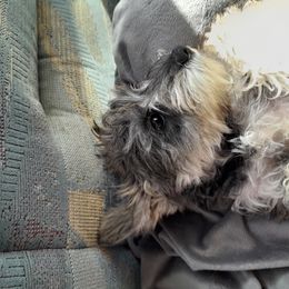 Miniature Schnauzer Puppies from Kelly's Mini Schnauzers