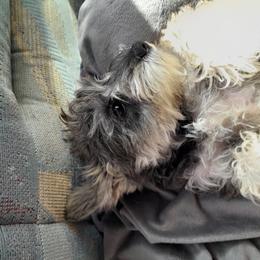 Miniature Schnauzer Puppies from Kelly's Mini Schnauzers