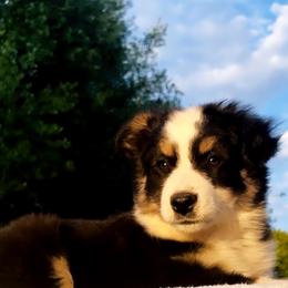 Miniature Australian Shepherd Puppies from DLT MiniAussie