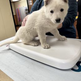 Grace Kelly - White female German Shepherd puppy in Medaryville, Indiana from PatriotPups.org