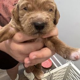 Goldendoodle Puppies from Ellie's Goldendoodles