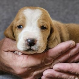 Male 2 - Red and white male Basset Hound puppy in Trade, Tennessee from TN Miniature Dachshunds & Basset Hounds