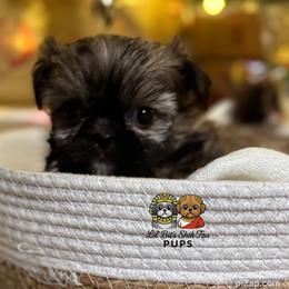 Honey - Sable female Shih Tzu puppy in Walkertown, North Carolina from Lil’ Bit’s Shih Tzu