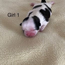 Girl 1 - Black gold and white Shih Tzu puppy in Terrebonne, Oregon from Jazzie Shih Tzu