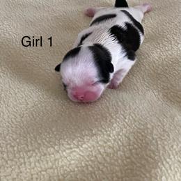 Girl 1 - Black gold and white Shih Tzu puppy in Terrebonne, Oregon from Jazzie Shih Tzu