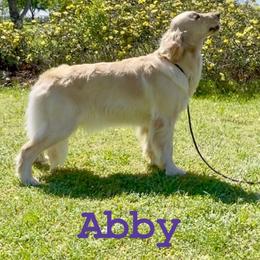 Abby - Golden Retriever