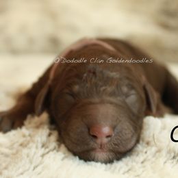 Goldendoodle Puppies from O’Doodle Clan Goldendoodles