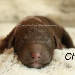 Goldendoodle Puppies from O’Doodle Clan Goldendoodles