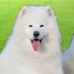 Emmie - Samoyed