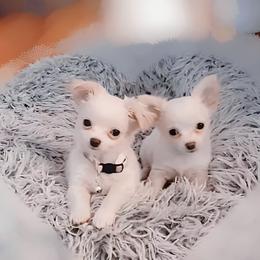 Chihuahua Puppies from Petite Pups LLC