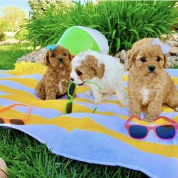 Bernedoodle and Cavapoo Puppies from Sugar Doodles Pups